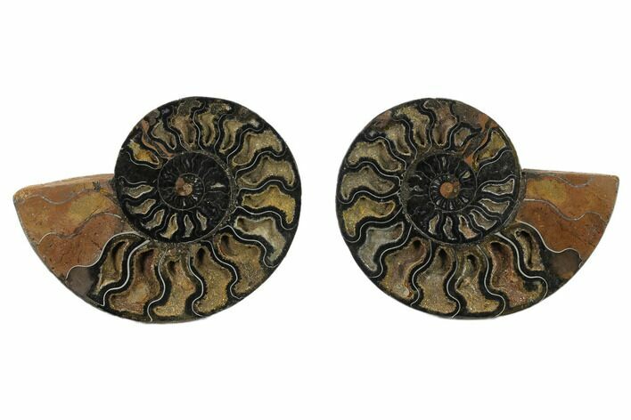 Split Black/Orange Ammonite Pair - Unusual Coloration #132247